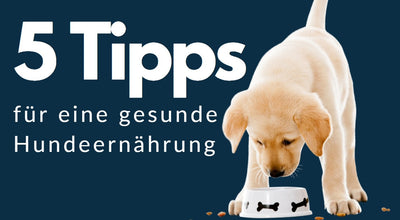 5 Tipps für eine gesunde Hundeernährung