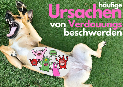 Verdauungsprobleme beim Hund - Häufige Ursache und Vorsorgemethoden