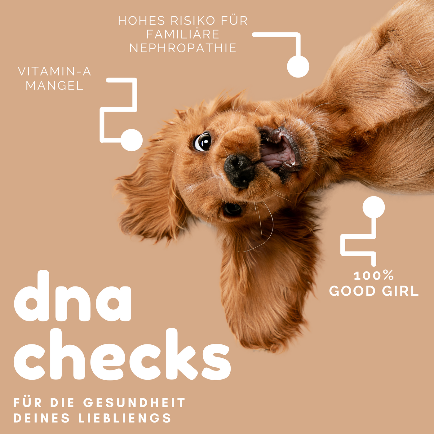 Doggies Daily, personalisierte Nahrungsergänzung für deinen Vierbeiner, jetzt kaufen